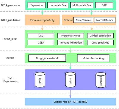 Integrated bioinformatic analysis and cell line experiments reveal the significant role of the novel immune checkpoint TIGIT in kidney renal clear cell carcinoma